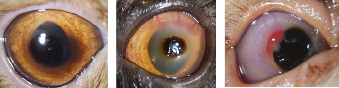 猫の角膜黒色壊死症
