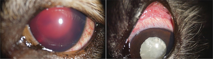 ぶどう膜炎により眼の中で出血を起こした犬(左)と白内障が原因のぶどう膜炎を起こした犬(右)の外観写真