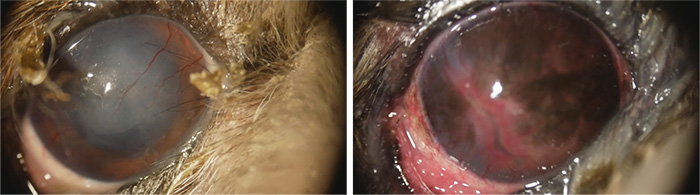 写真左：涙が減少し、眼の表面(角膜)で炎症を起こしています。目ヤニが出始めています。写真右：他院にて乾性角結膜炎の治療中でしたが、角膜の炎症が顕著に見られています。