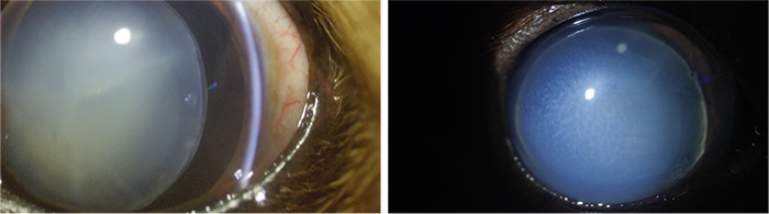 写真はどちらも水晶体が眼の前に異動(前方脱臼)している犬の眼です。左側は緑内障にはなっておらず眼の中の構造が良く見えます。右側は、緑内障になっており表面の角膜が濁り、眼の中の構造が確認しづらくなっています。