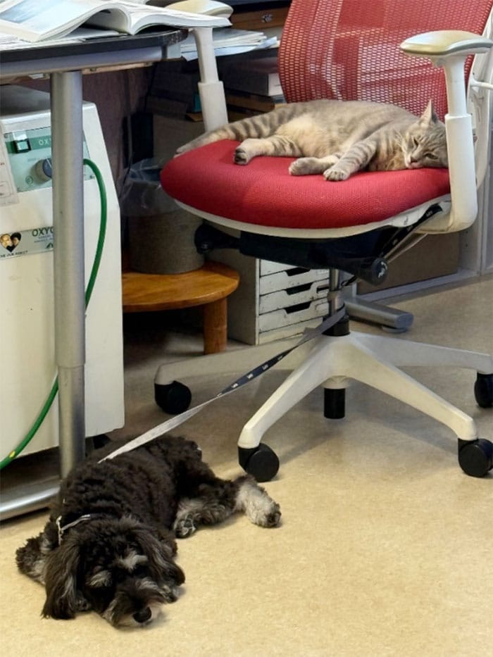 アラレちゃんとしんく君