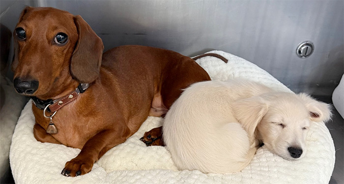 「のんちゃん」と「じろうくん」